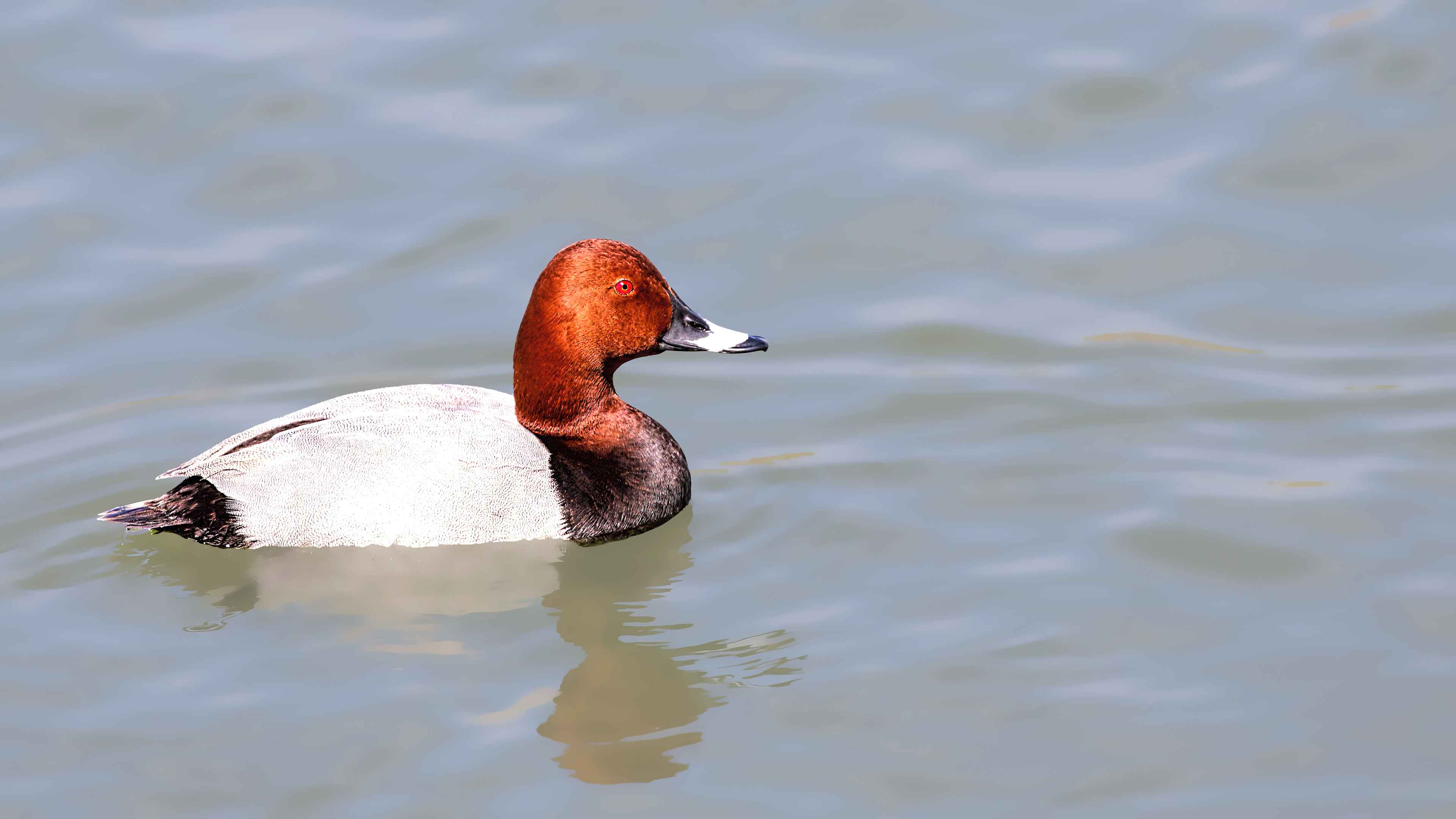 Common Pochard